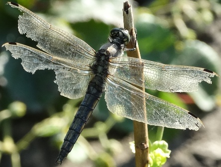   (Orthetrum cancellatum),  ,   ,  ,        .  