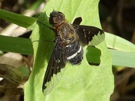   (Hemipenthes velutina),         .  