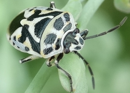   (Eurydema ornate)      .  