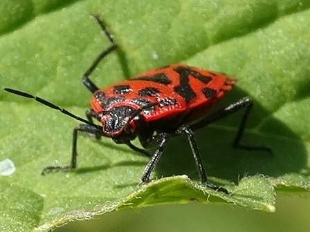   (Eurydema ornate)      .  