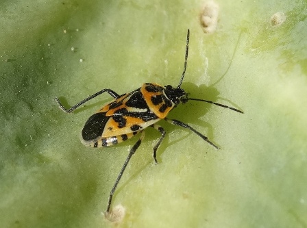   (Eurydema ornate)      .  