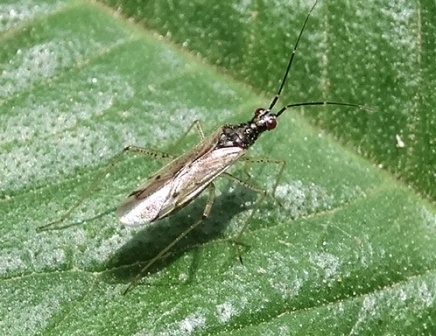   (Dicyphus errans)      .  