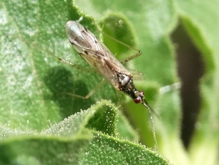   (Dicyphus errans)      .  