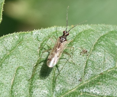   (Dicyphus errans)      .  