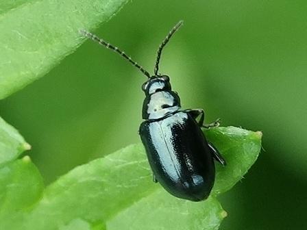    (Phyllotreta cruciferae)      .  