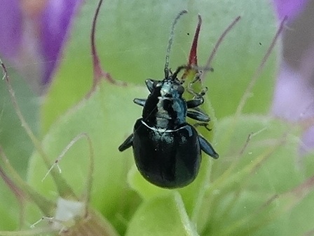    (Phyllotreta cruciferae)      .  