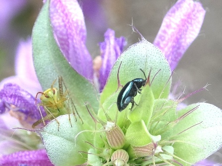    (Phyllotreta cruciferae)      .  