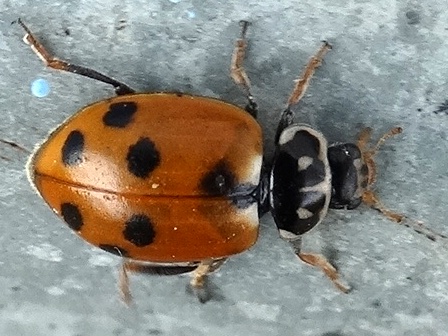   (Hippodamia variegata)       .  