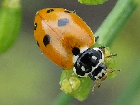   (Hippodamia variegata)       .  