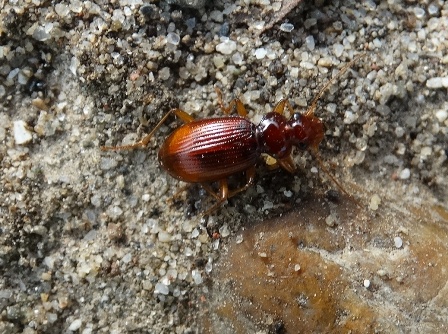   (Leistus ferrugineus)       .  