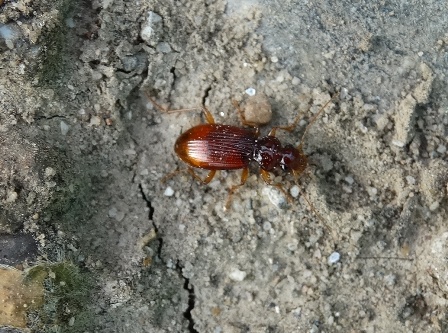   (Leistus ferrugineus)       .  