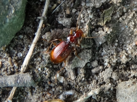   (Leistus ferrugineus)       .  