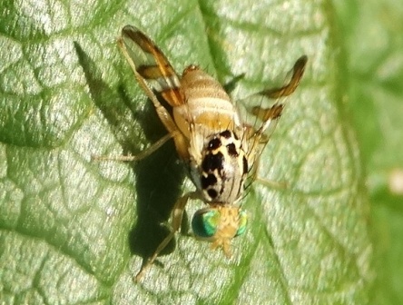   (Myiopardalis pardilina)       .  