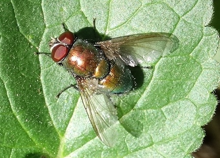  (Lucilia bufonivora)       .  