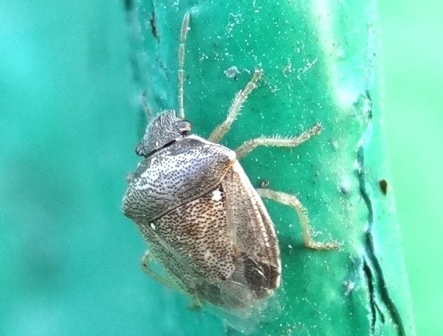   (Eysarcoris aeneus),         .  