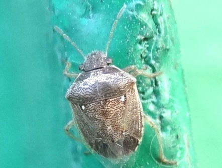   (Eysarcoris aeneus),         .  