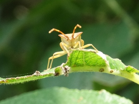   (Gonocerus acuteangulatus)       .  