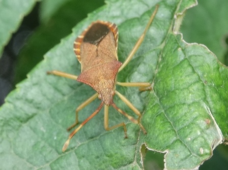   (Gonocerus acuteangulatus)       .  