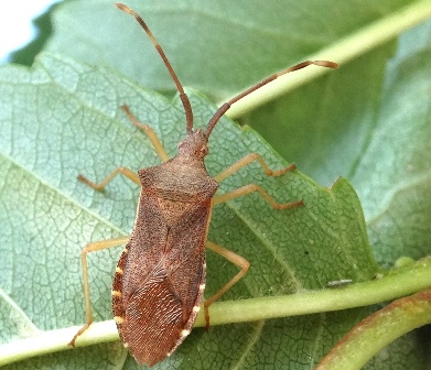   (Gonocerus acuteangulatus)       .  