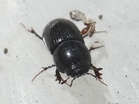   (Aphodius rufipes)       .  