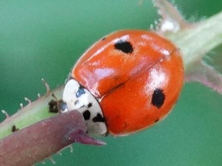   (Adalia decempunctata)       .  