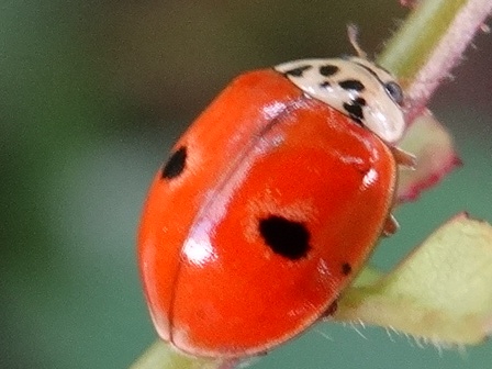   (Adalia decempunctata)       .  