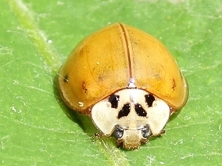   (Adalia decempunctata)       .  