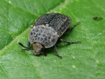   (Thanatophilus rugosus),         .  