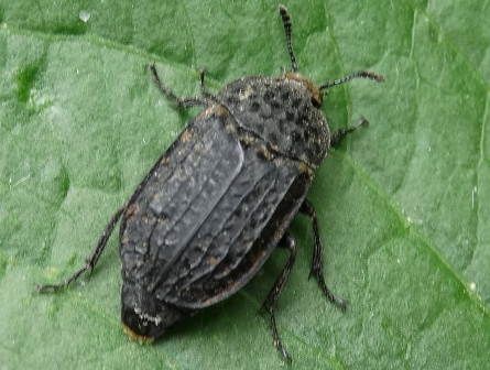   (Thanatophilus rugosus),         .  