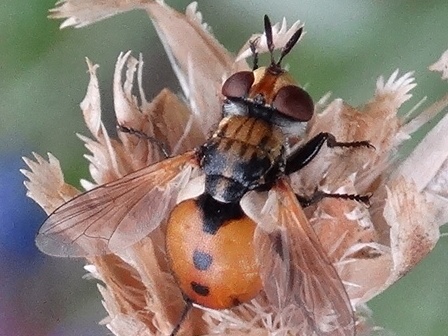   (Gymnosoma rotundatum)      .  