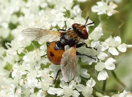   (Gymnosoma rotundatum)      .  