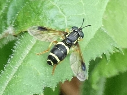   (Chrysotoxum bicinctum)      .  