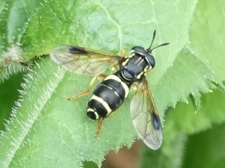   (Chrysotoxum bicinctum)      .  