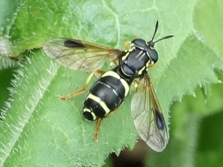   (Chrysotoxum bicinctum)      .  