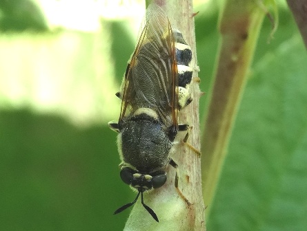   (Stratiomys chamaeleon)      .  