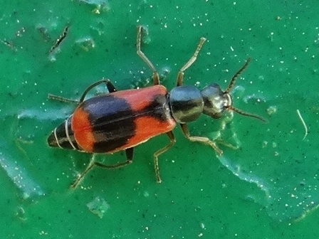   (Anthocomus equestris)      .  