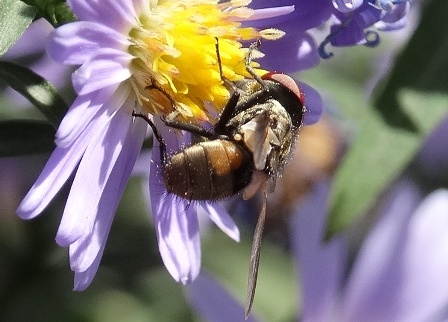 Winthemia speciosa       .  