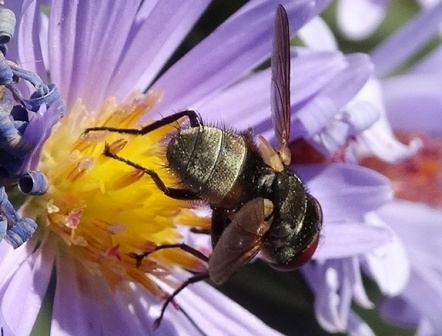 Winthemia speciosa       .  