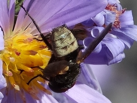 Winthemia speciosa       .  