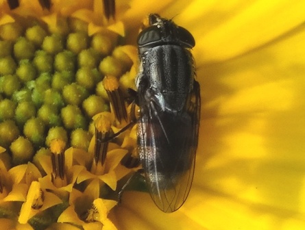   (Stomorhina lunata)       .  