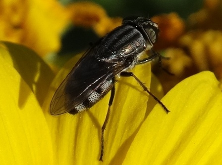   (Stomorhina lunata)       .  