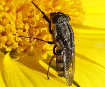   (Stomorhina lunata)       .  