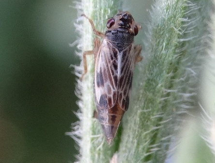 Evacanthus acuminatus       .  