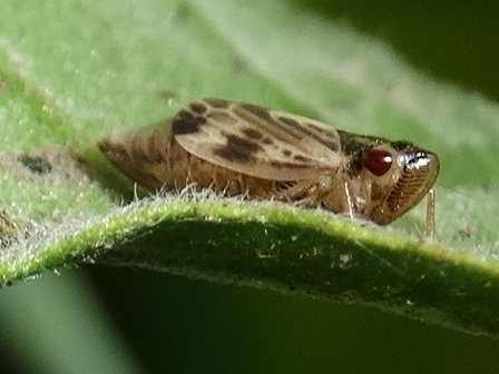 Evacanthus acuminatus       .  