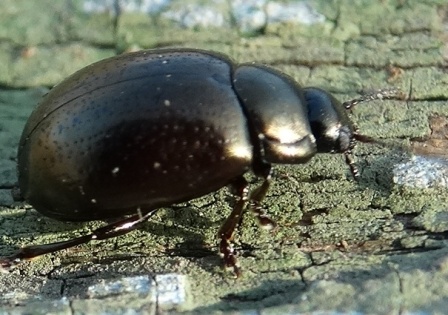 Neophaedon pyritosus       .  