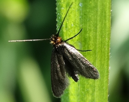   (Cauchas rufifrontella)       .  
