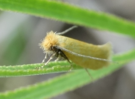    (Ceratuncus danubiella)       .  