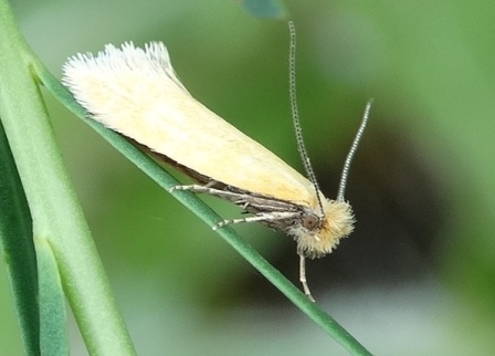    (Ceratuncus danubiella)       .  