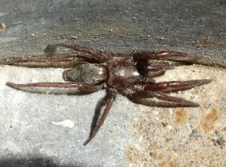  (Scotophaeus blackwalli)       .  