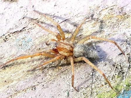   (Scotophaeus blackwalli)       .  